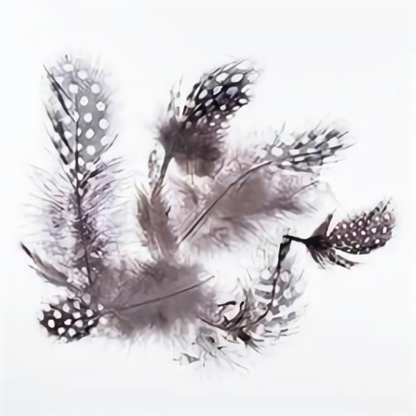 Craft Feathers |  Guinea Hen Plumage Feathers Art & Craft Essentials Craft Feathers