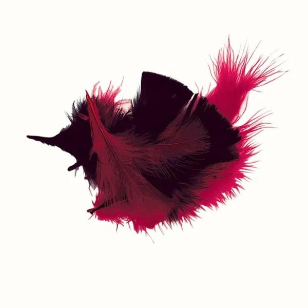 Craft Feathers |  Red & Black Craft Feathers Art & Craft Essentials Craft Feathers