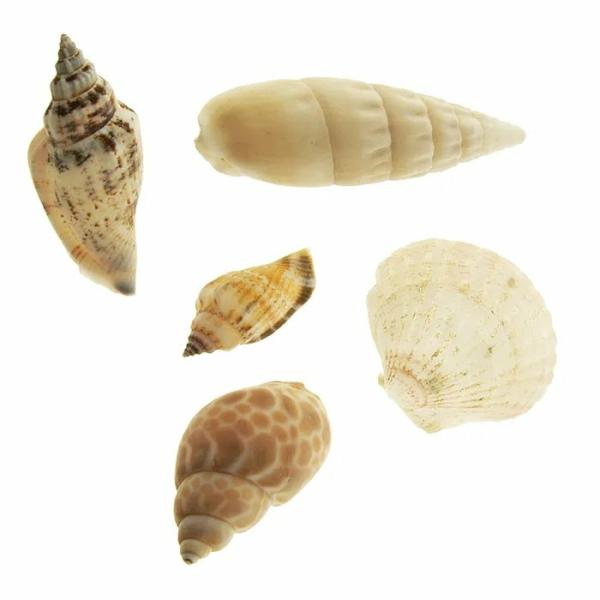 Other Craft Supplies |  Craft Assorted Style Sea Shells Art & Craft Essentials Other Craft Supplies