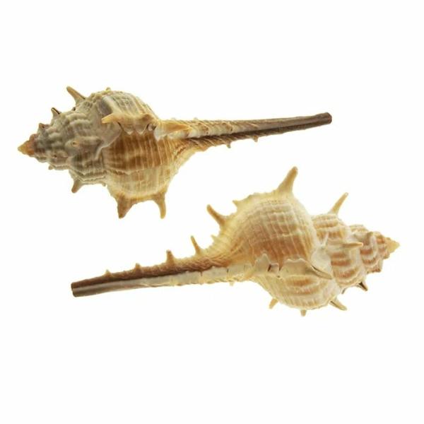 Other Craft Supplies |  Craft Spikey Sea Shells Art & Craft Essentials Other Craft Supplies